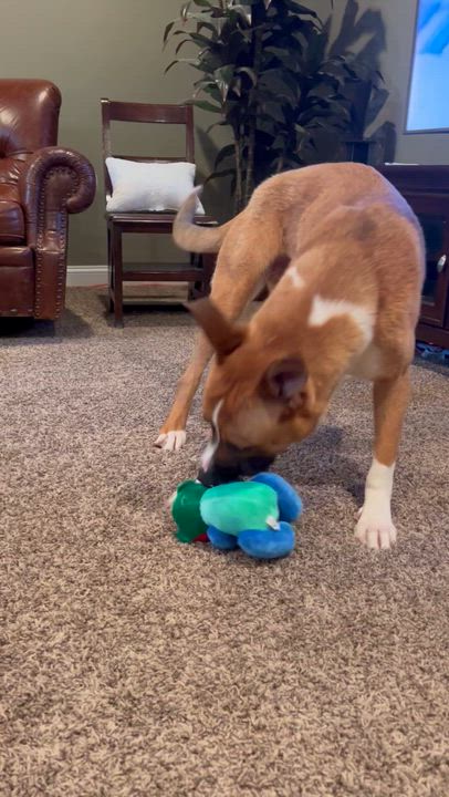 Enlarge Sarge, an adoptable mixed breed in Ellicott City, MD video 6/6