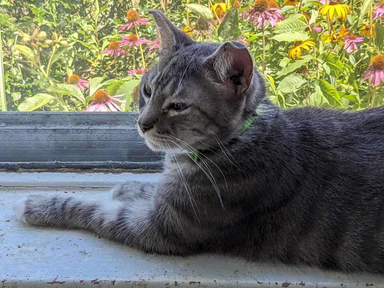 Waikiki, a Adoptable Domestic Short Hair in Mansfield, OH image 1/3