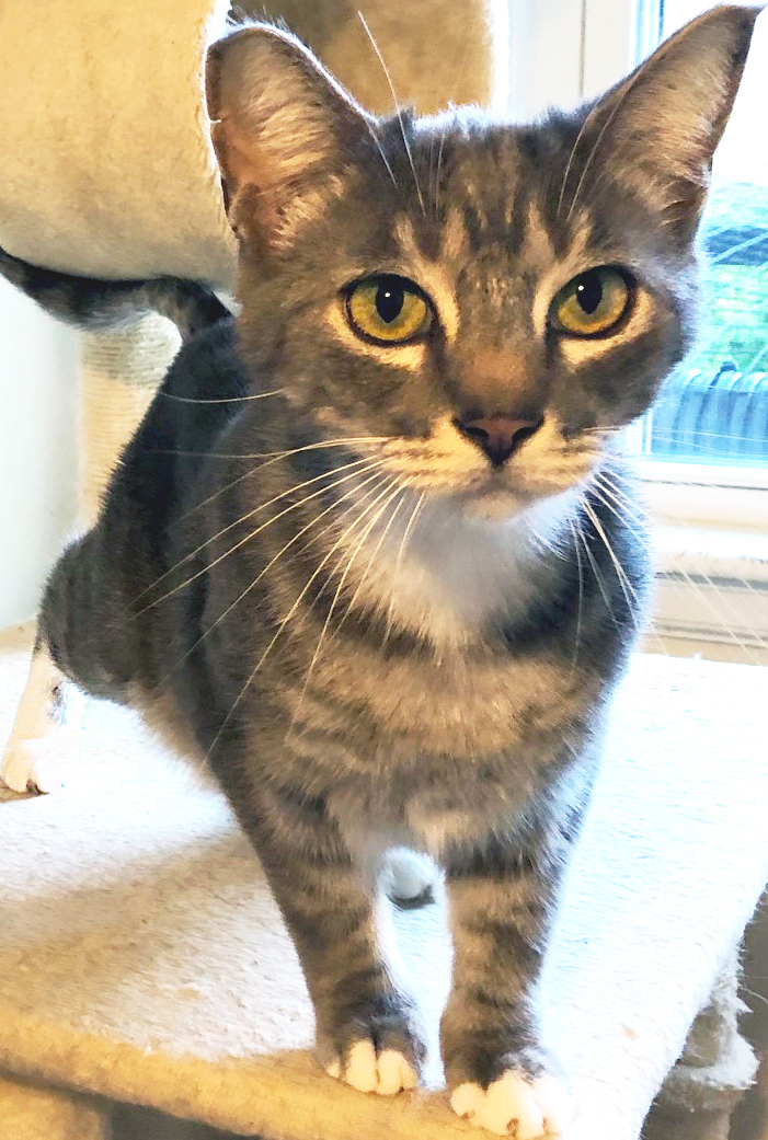 Waikiki, a Adoptable Domestic Short Hair in Mansfield, OH image 2/3