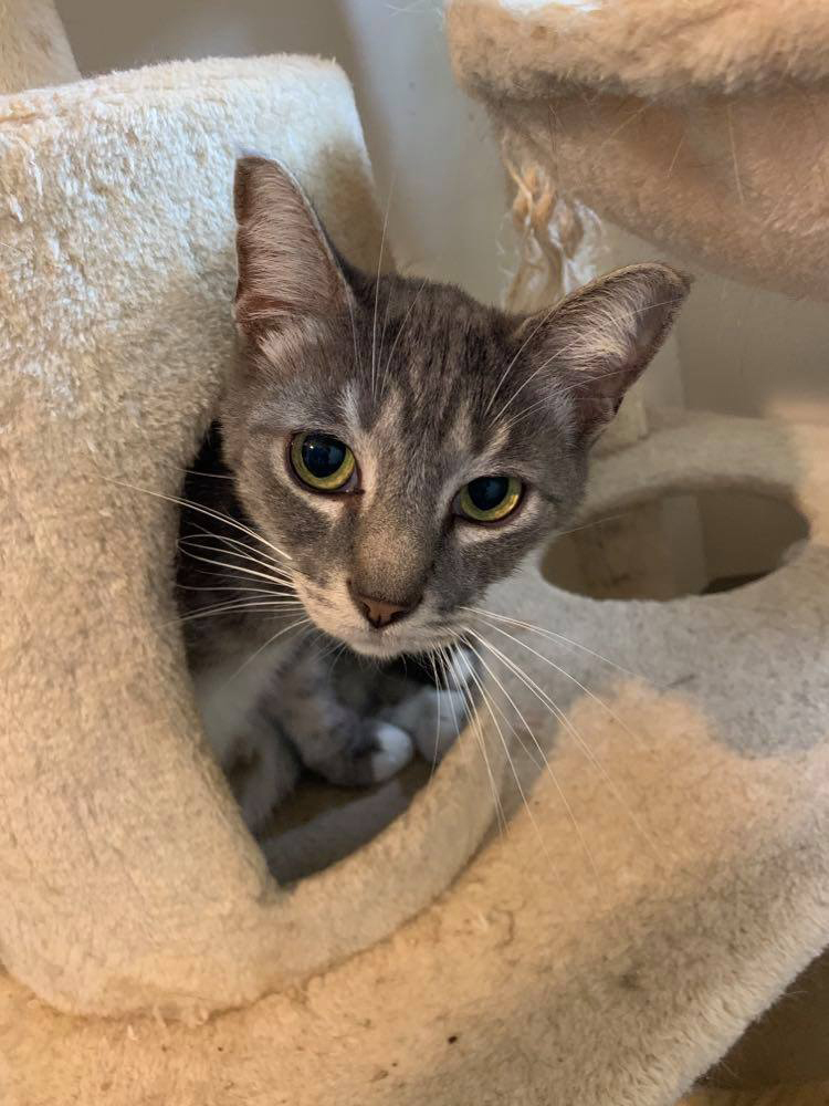 Waikiki, a Adoptable Domestic Short Hair in Mansfield, OH image 3/3