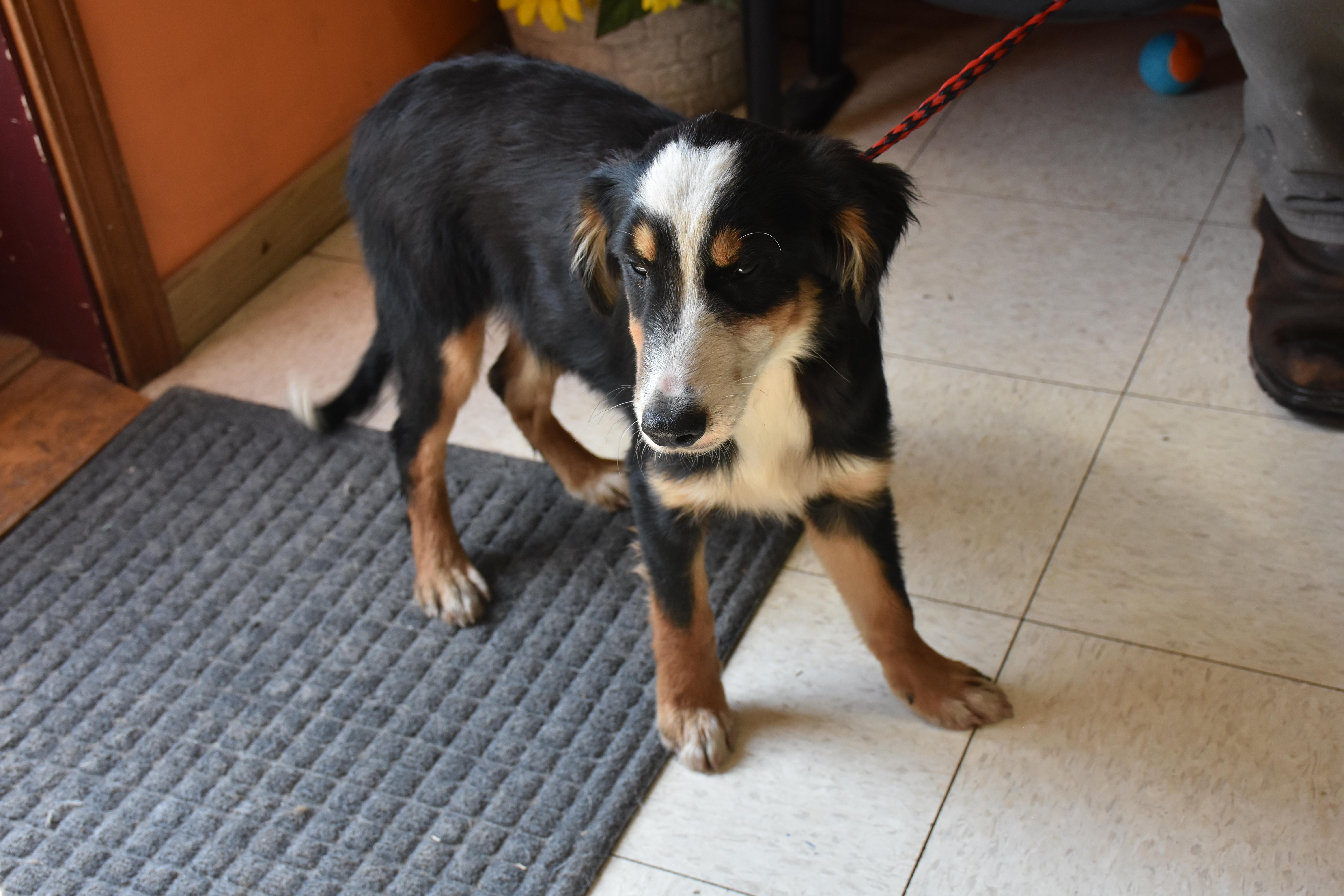 Enlarge Beans, a Adoptable mixed breed in North Judson, IN image 2/2