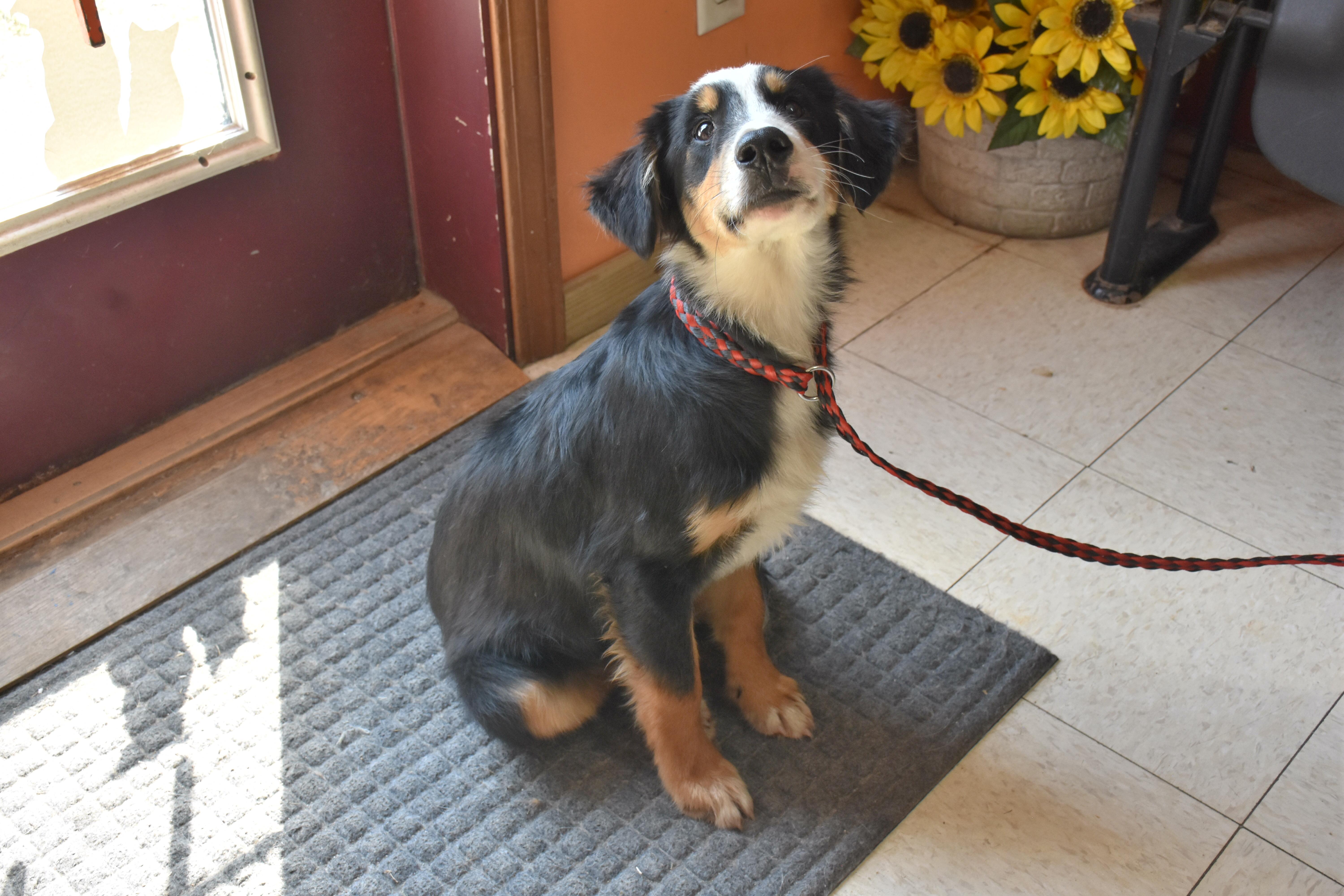 Beans, Adoptable, Young Male Border Collie.