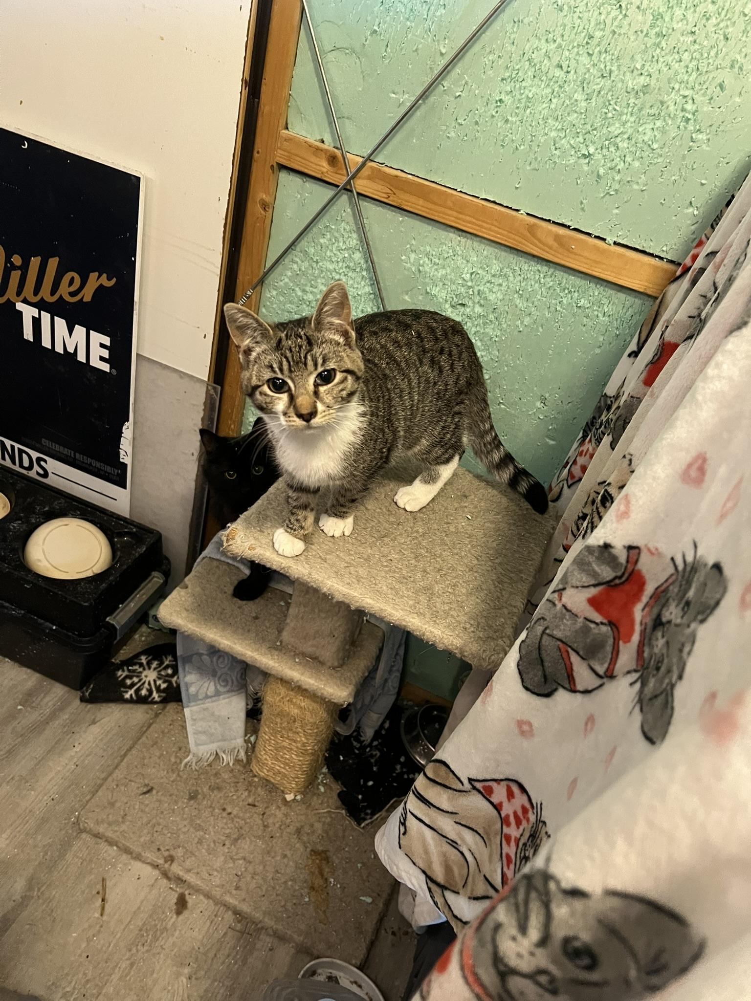 Pancake, Adoptable, Kitten Female Tabby.