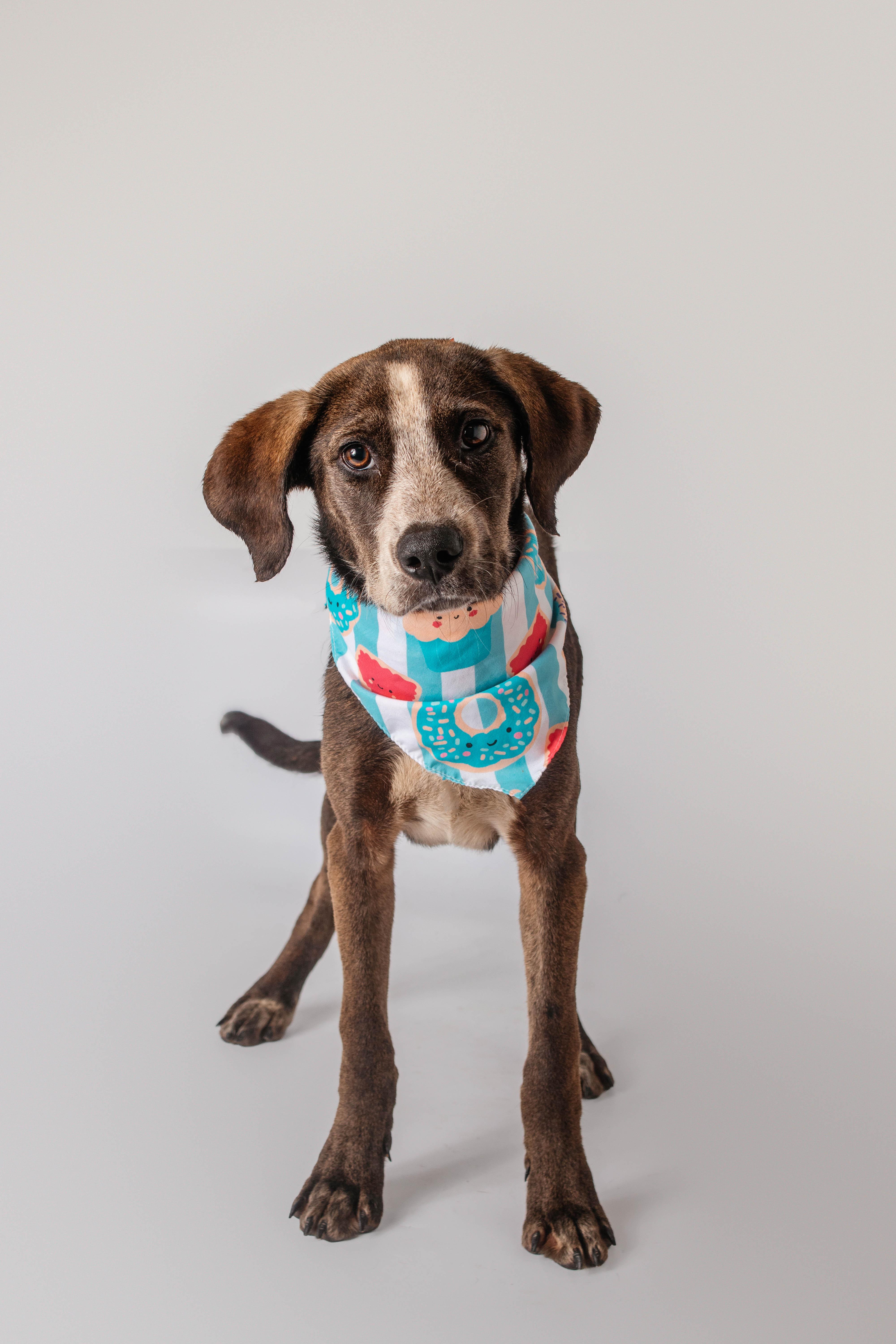 Enlarge Maren, a ADOPTABLE mixed breed in Plaquemine, LA image 2/2