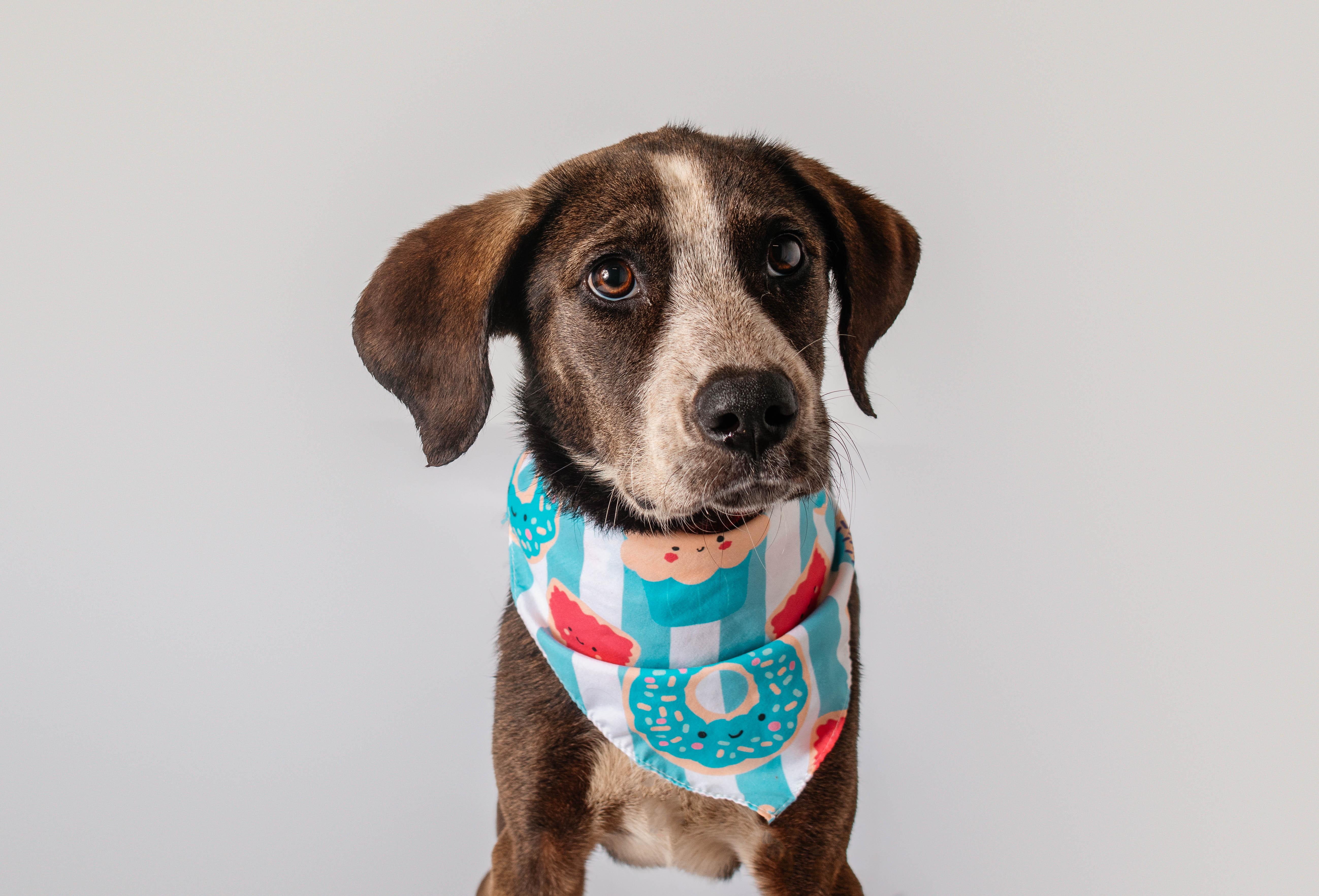 Maren, ADOPTABLE, Young Female Hound.