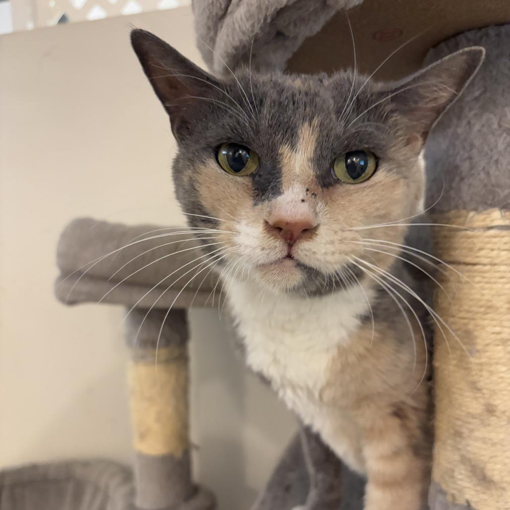 Agnes, Adoptable, Senior Female Domestic Short Hair.