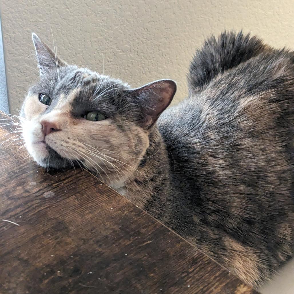 Enlarge Agnes, a Adoptable Domestic Short Hair in Las Vegas, NV image 2/3
