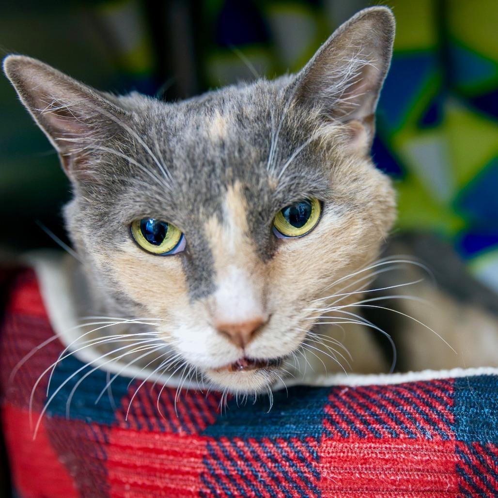 Enlarge Agnes, a Adoptable Domestic Short Hair in Las Vegas, NV image 3/3