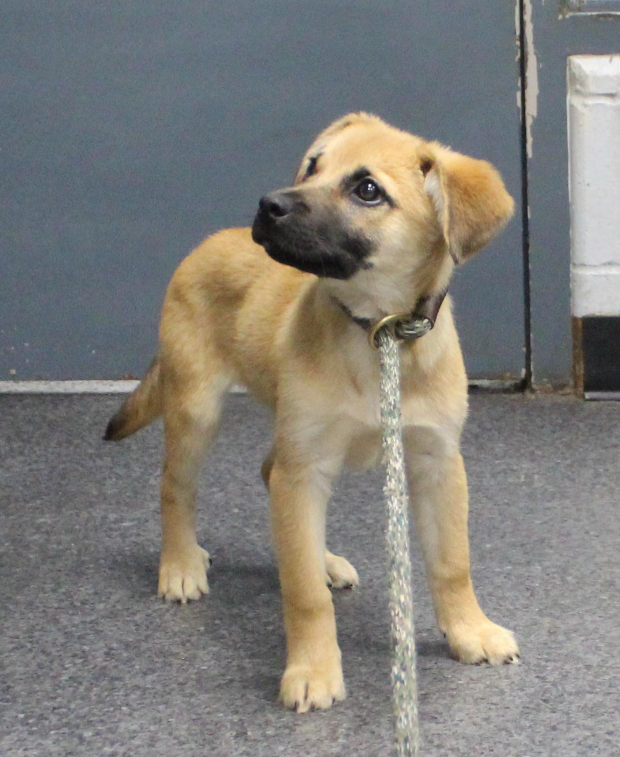 Enlarge Hutch (12323), a Adopted mixed breed in Heath, OH image 1/1