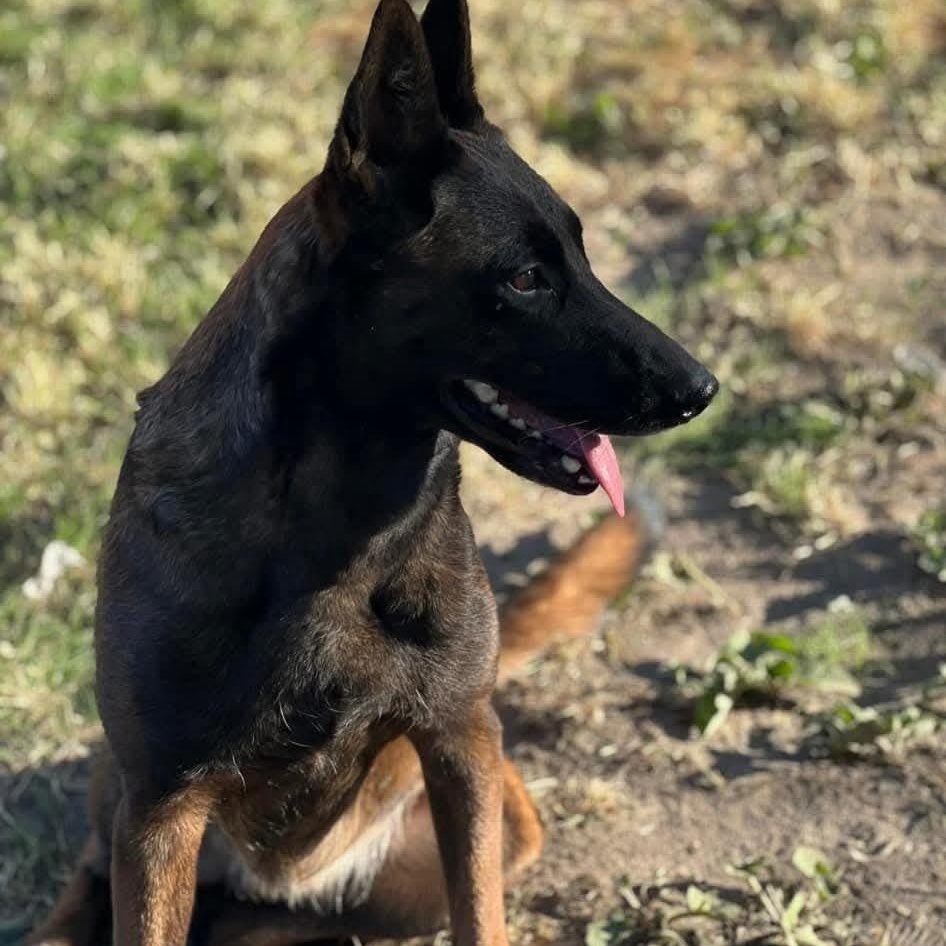 Enlarge Mila - Courtesy Listing, a Adopted Belgian Shepherd / Malinois in Attica, MI image 3/5