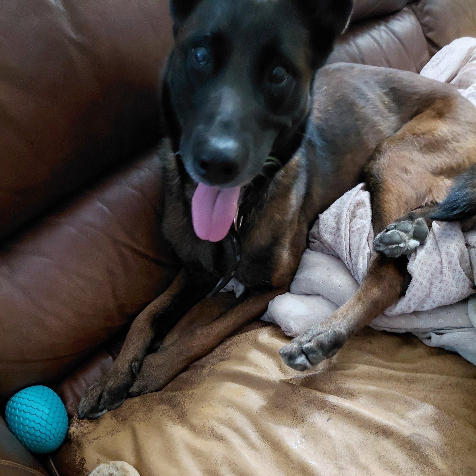 Enlarge Mila - Courtesy Listing, a Adopted Belgian Shepherd / Malinois in Attica, MI image 5/5