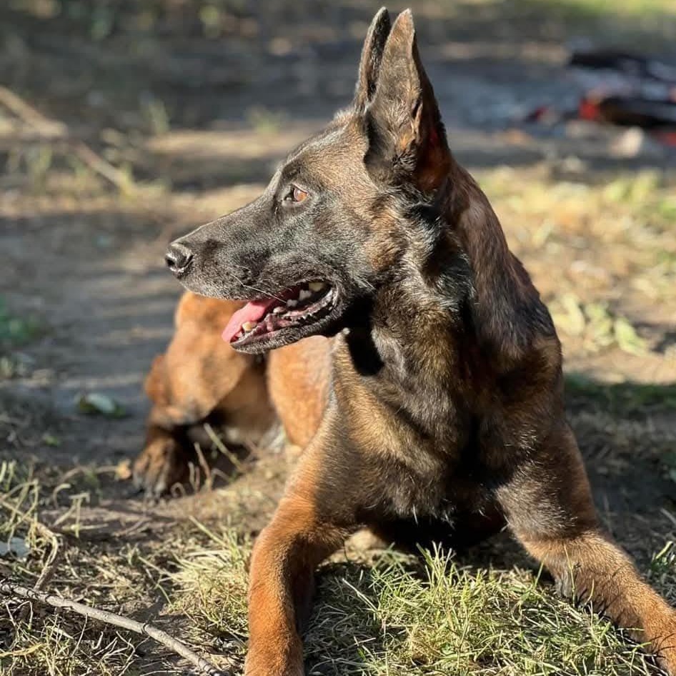 Enlarge Mila - Courtesy Listing, a Adopted Belgian Shepherd / Malinois in Attica, MI image 1/5