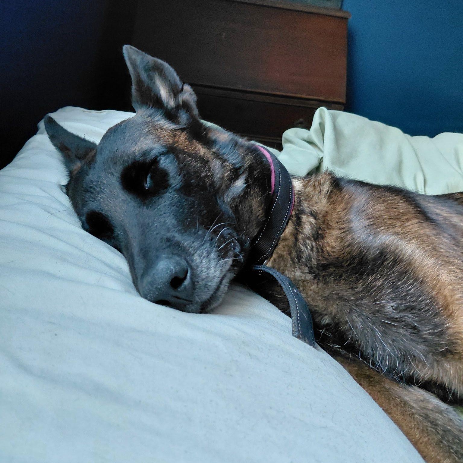 Enlarge Mila - Courtesy Listing, a Adopted Belgian Shepherd / Malinois in Attica, MI image 4/5