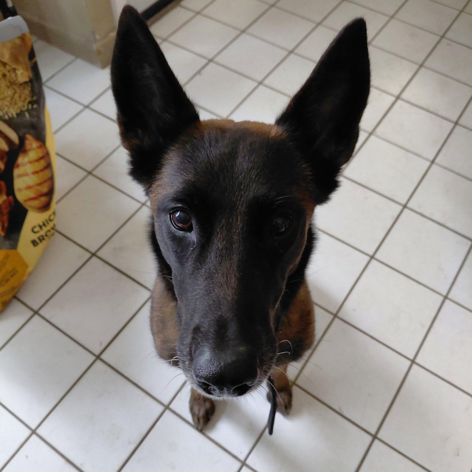 Enlarge Mila - Courtesy Listing, a Adopted Belgian Shepherd / Malinois in Attica, MI image 2/5