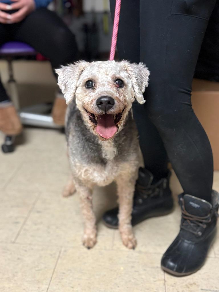 Enlarge Benji Jump, a Adoptable mixed breed in Chillicothe, OH image 1/1