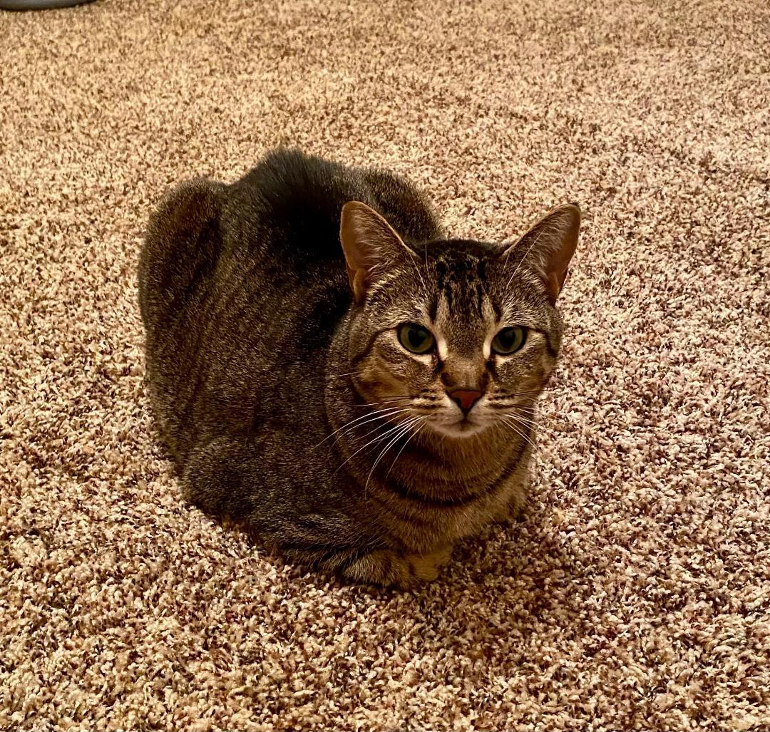 Enlarge Athena, an adopted Domestic Short Hair in Pasco, WA image 4/5