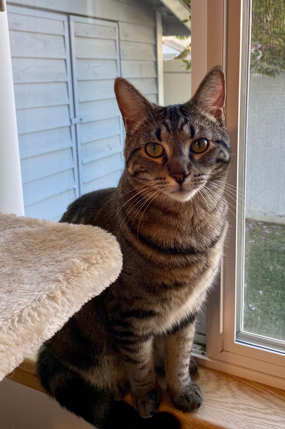 Enlarge Athena, an adopted Domestic Short Hair in Pasco, WA image 3/5