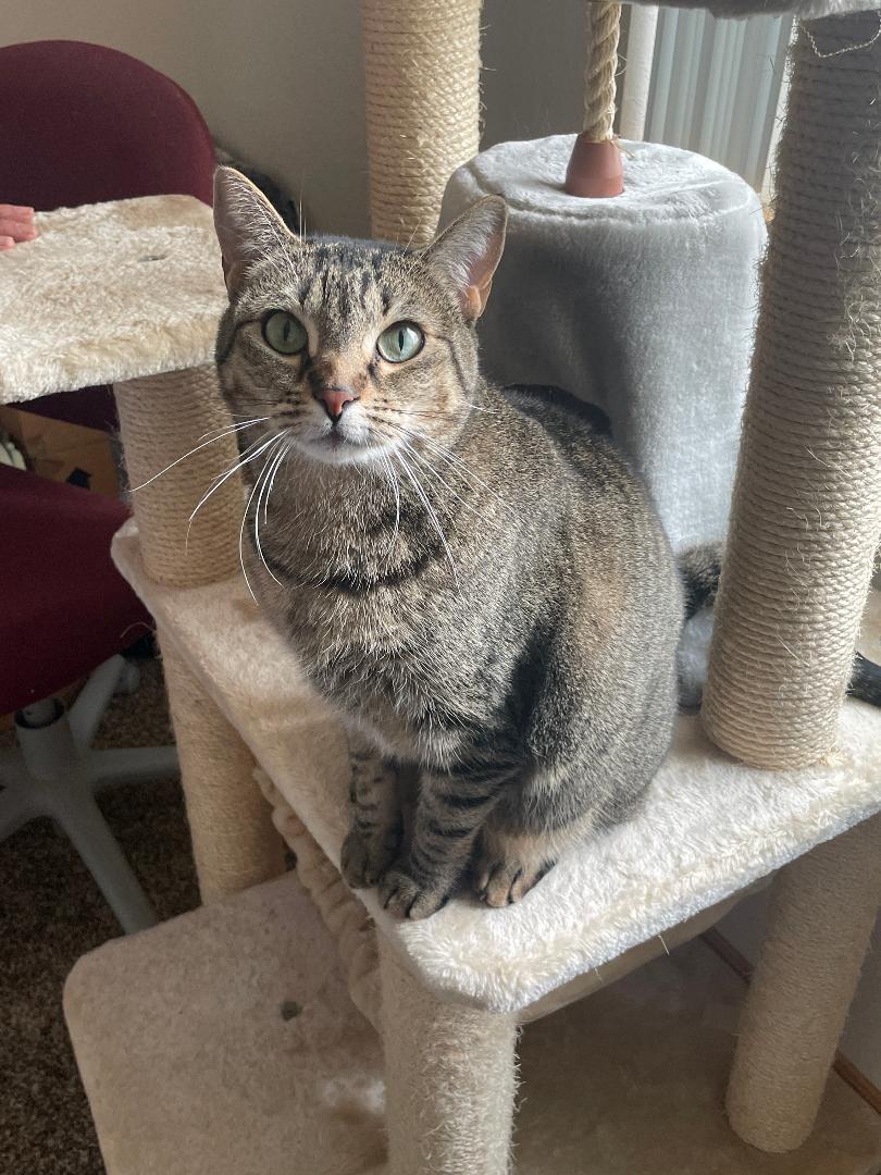 Enlarge Athena, an adopted Domestic Short Hair in Pasco, WA image 1/5