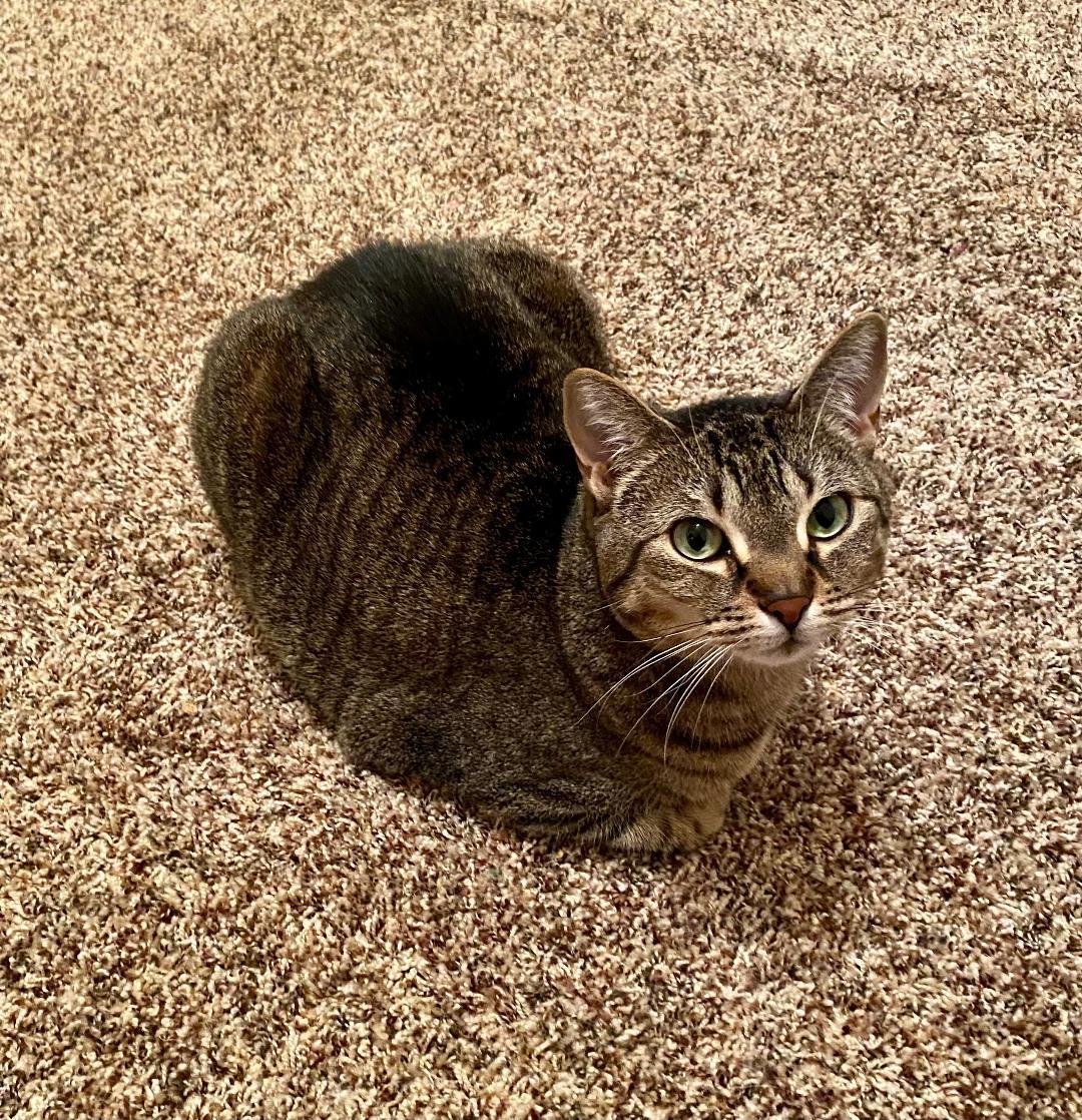 Enlarge Athena, an adopted Domestic Short Hair in Pasco, WA image 5/5