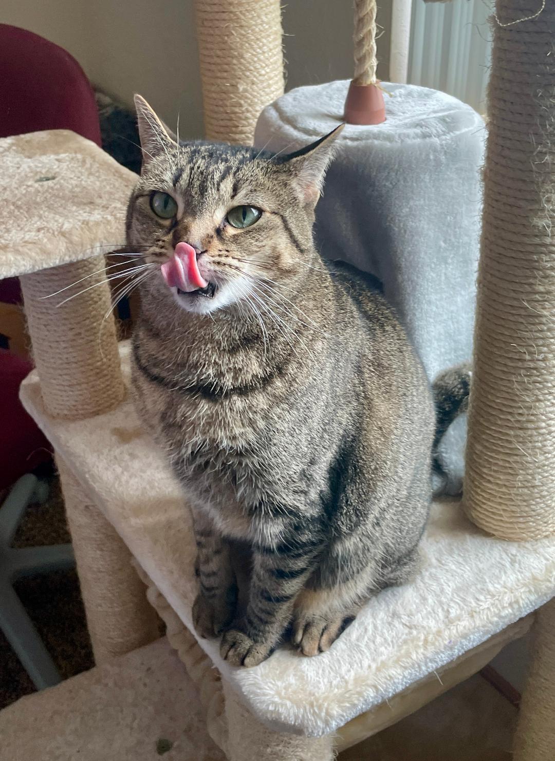 Enlarge Athena, an adopted Domestic Short Hair in Pasco, WA image 2/5