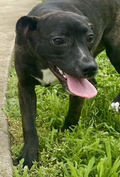Enlarge Vanessa, a ADOPTABLE mixed breed in Glasgow, KY image 3/4
