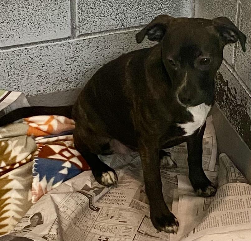 Enlarge Vanessa, a ADOPTABLE mixed breed in Glasgow, KY image 2/4