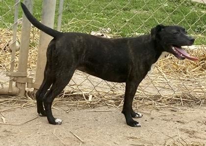 Enlarge Vanessa, a ADOPTABLE mixed breed in Glasgow, KY image 4/4
