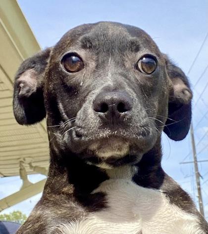 Vanessa, ADOPTABLE, Young Female Hound & Pit Bull Terrier.