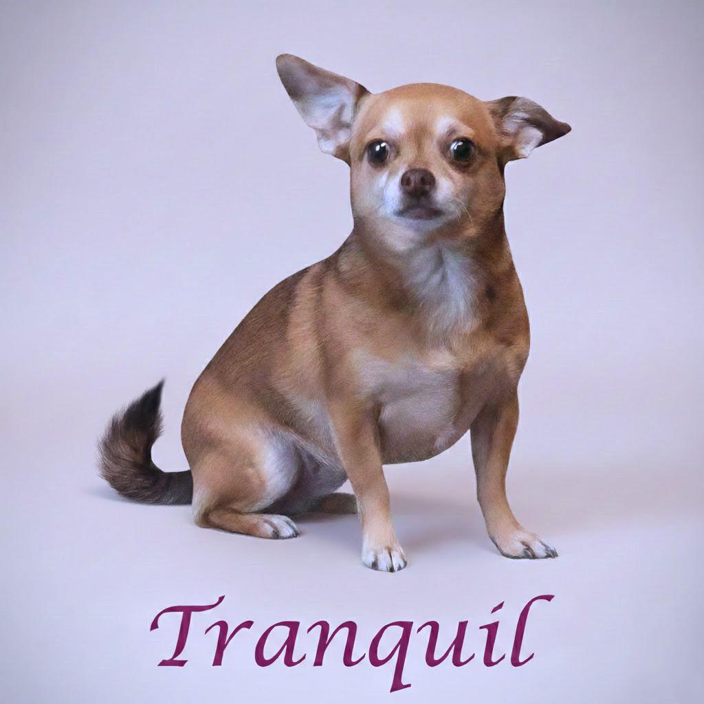 Tranquil D26-006, Adoptable, Adult Female Chihuahua.