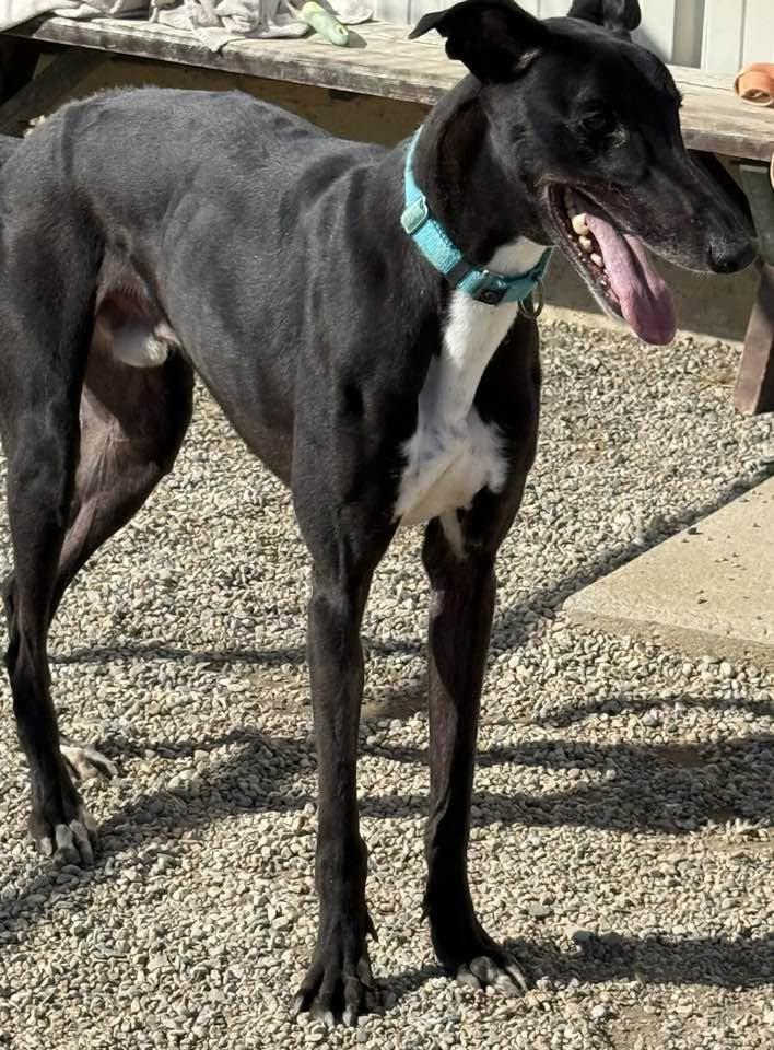 Smokee, a ADOPTABLE mixed breed in Westerville, OH image 2/4