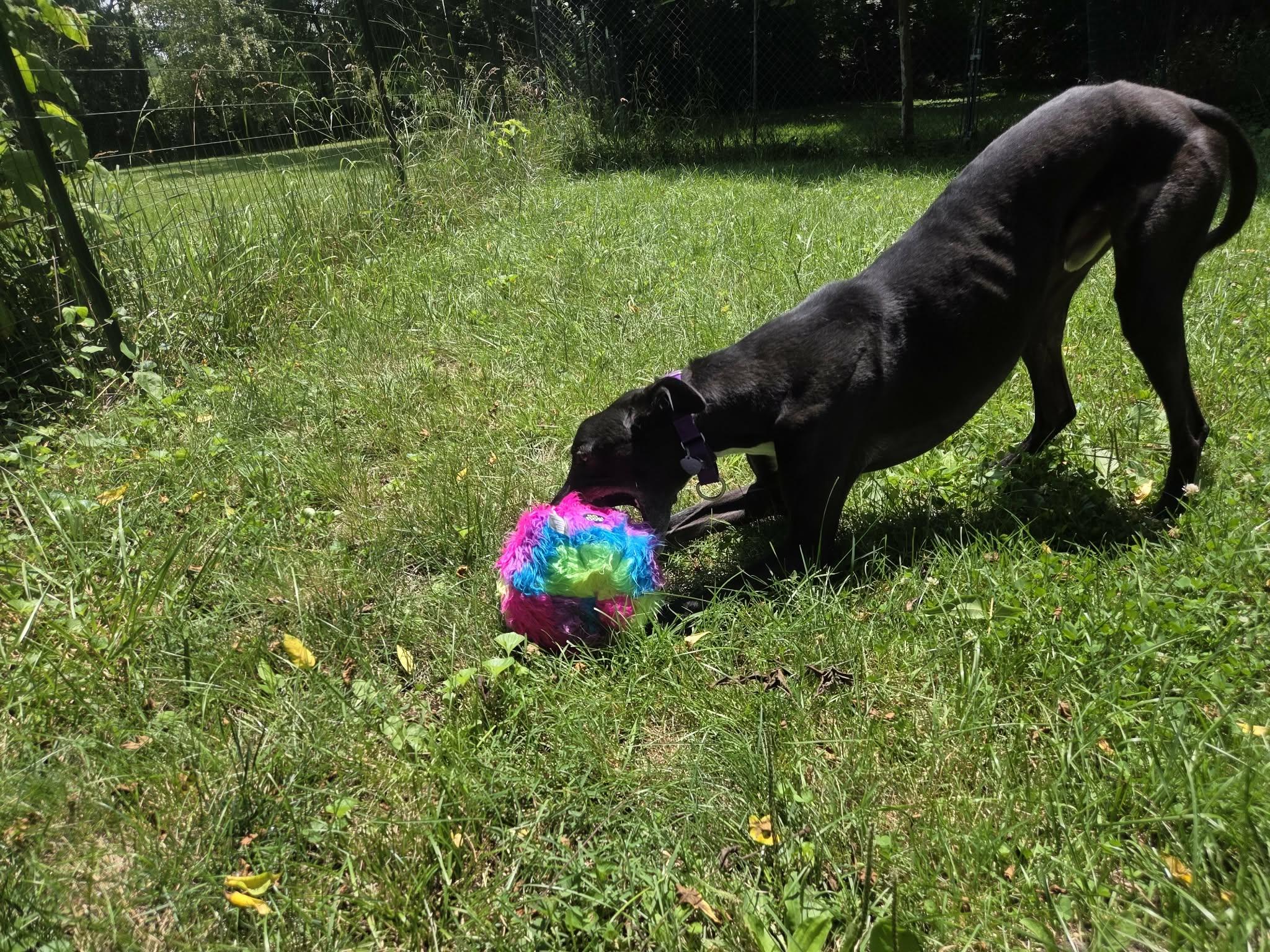 Smokee, a ADOPTABLE mixed breed in Westerville, OH image 3/4