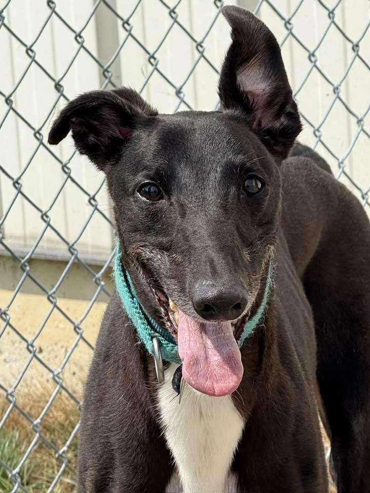 Smokee, a ADOPTABLE mixed breed in Westerville, OH image 1/4