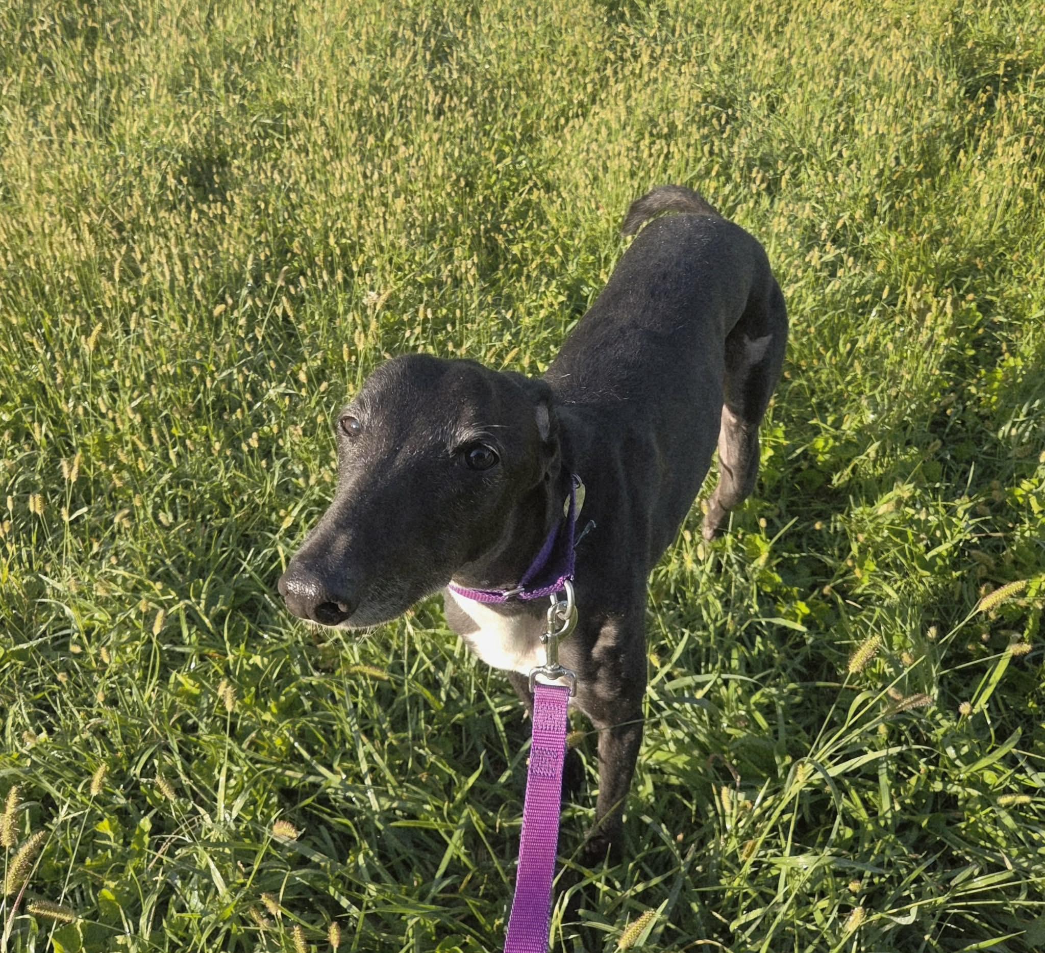 Enlarge Smokee, a Adoptable mixed breed in Westerville, OH image 5/5