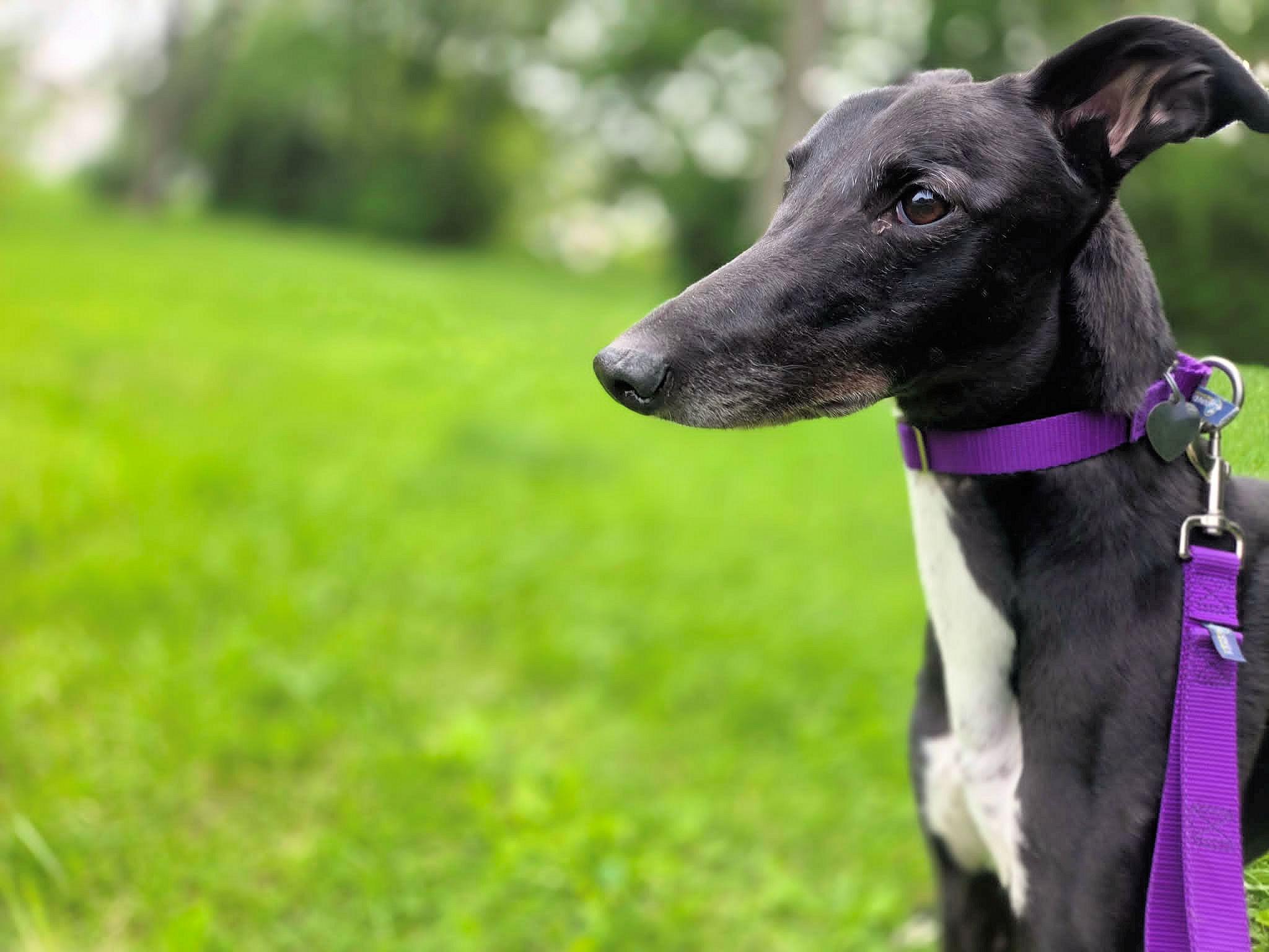 Enlarge Smokee, a Adoptable mixed breed in Westerville, OH image 1/5