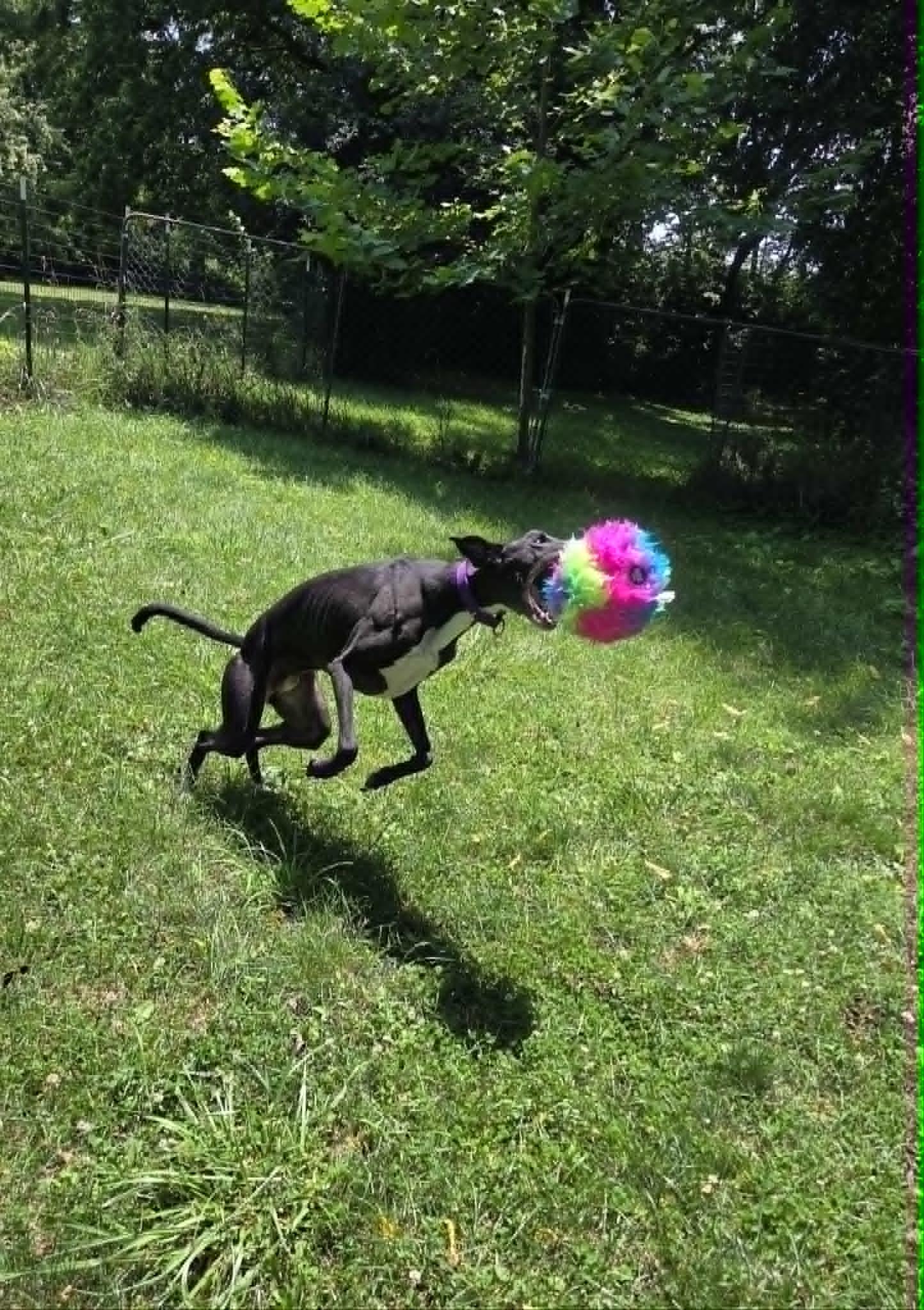 Smokee, a ADOPTABLE mixed breed in Westerville, OH image 4/4
