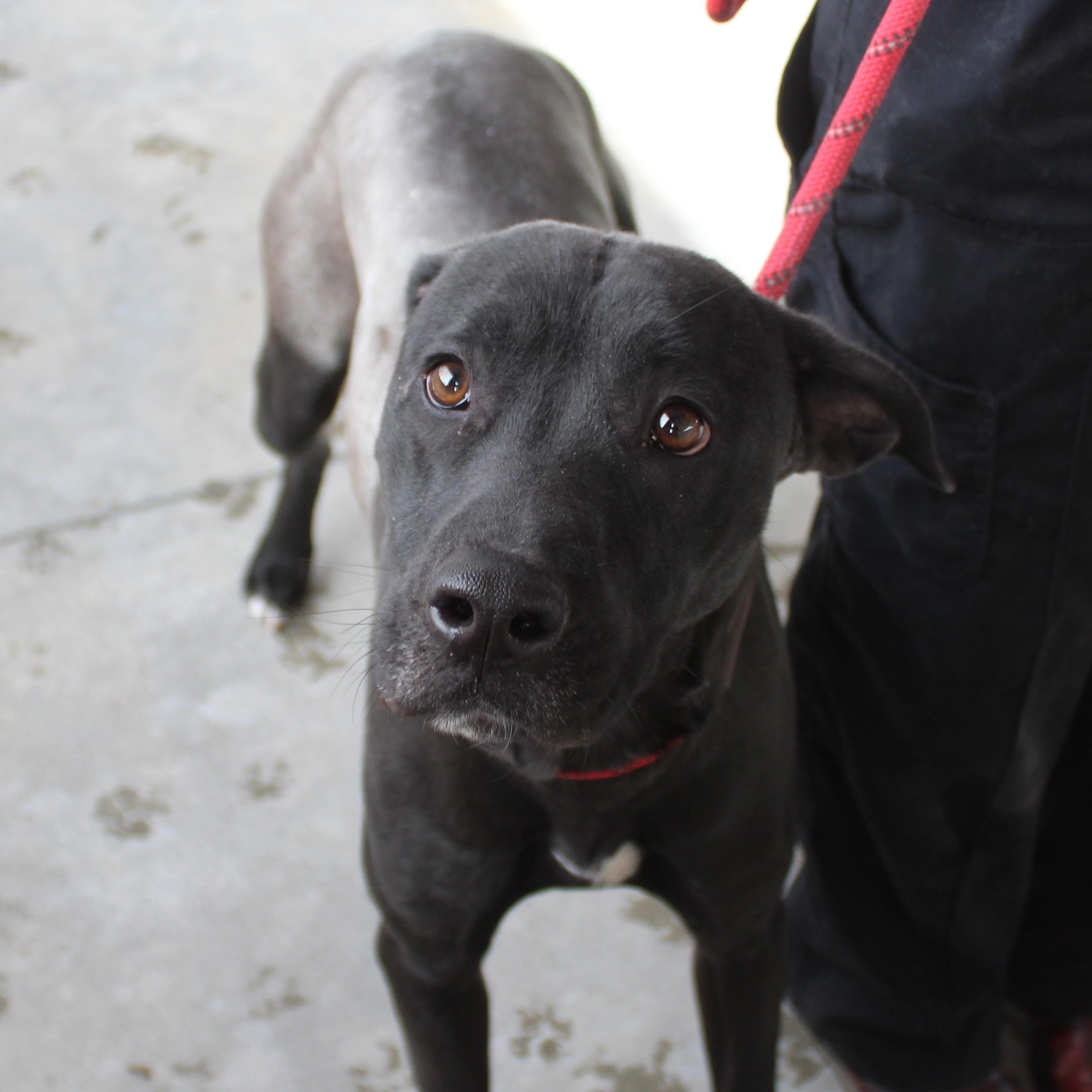 Snickers , ADOPTABLE, Young Female Pit Bull Terrier & Hound.
