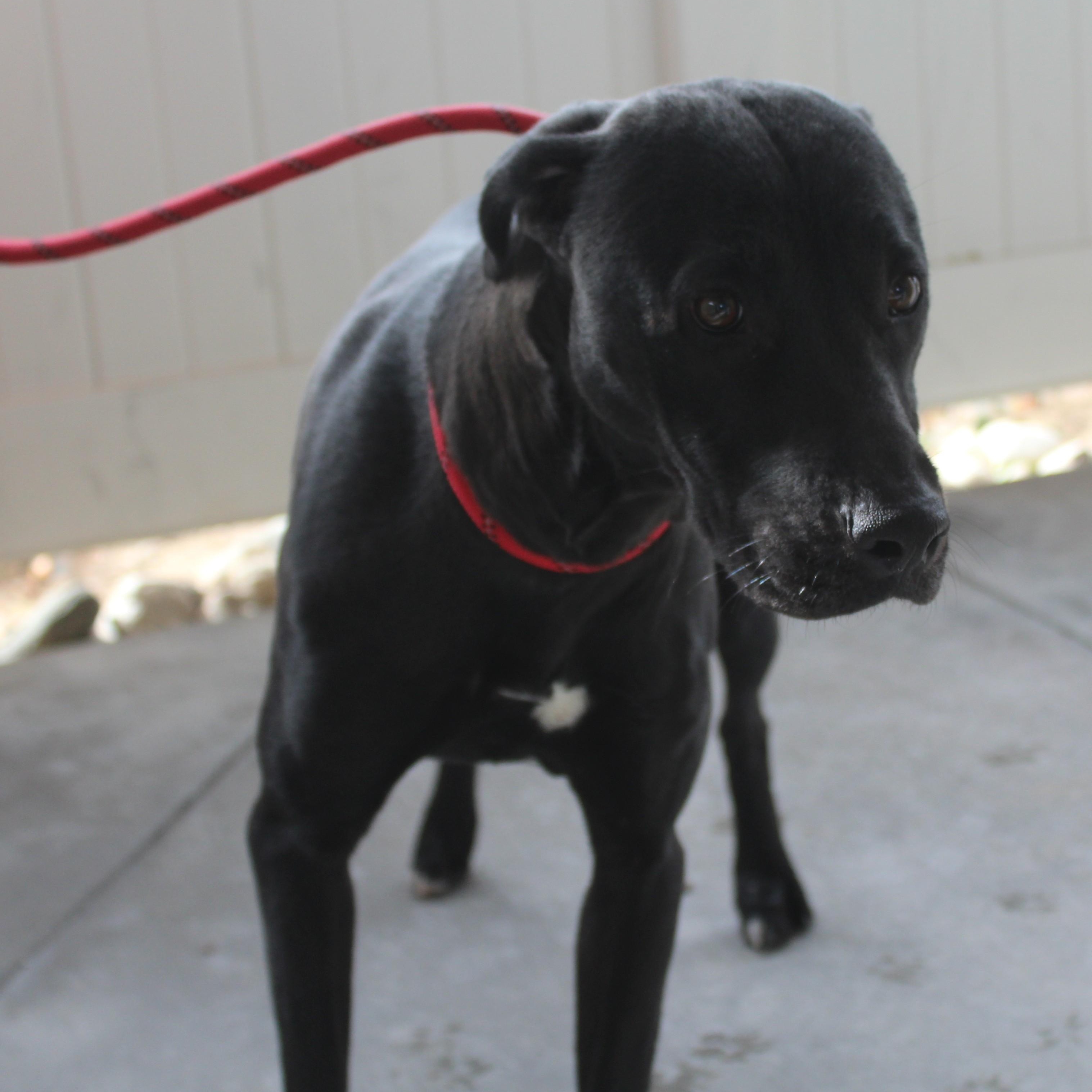 Enlarge Snickers , a ADOPTABLE mixed breed in Yucca Valley, CA image 2/2