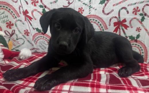 59951649, ADOPTABLE, Young Female Labrador Retriever.