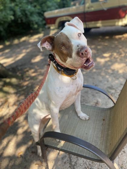 Lars 38399, a Adoptable Mixed Breed in Aiken, SC image 1/3