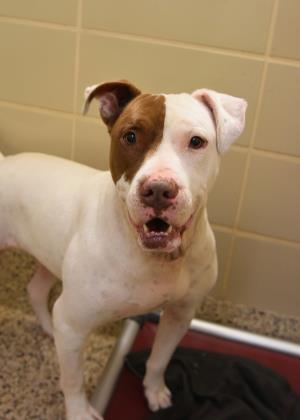 Lars 38399, a Adoptable Mixed Breed in Aiken, SC image 2/3