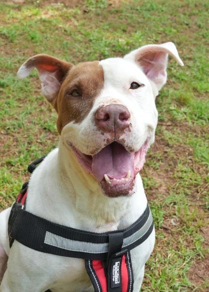 Lars 38399, a Adoptable Mixed Breed in Aiken, SC image 3/3