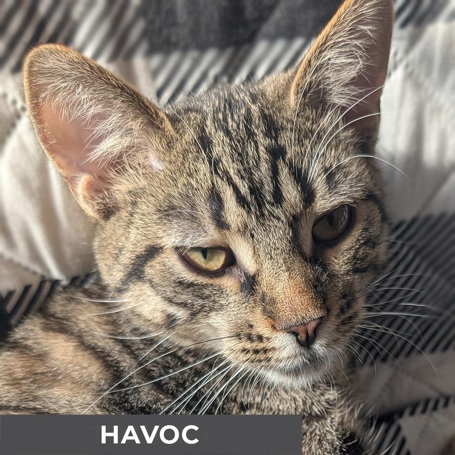 Enlarge Havoc, a ADOPTABLE Domestic Short Hair in Etobicoke, ON image 1/3