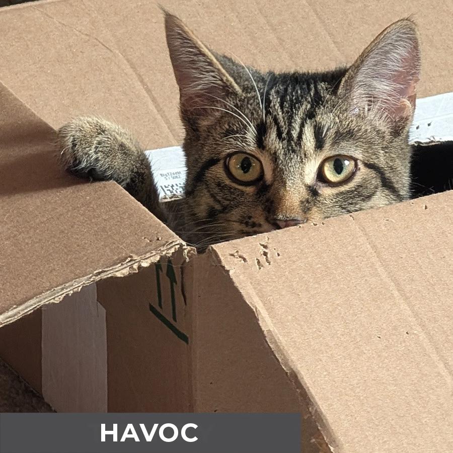 Havoc, ADOPTABLE, Kitten Male Domestic Short Hair.