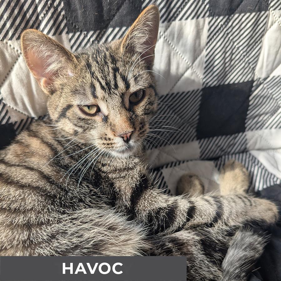 Enlarge Havoc, a ADOPTABLE Domestic Short Hair in Etobicoke, ON image 3/3