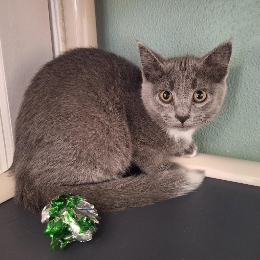Apricot, Adoptable, Kitten Female Domestic Short Hair.
