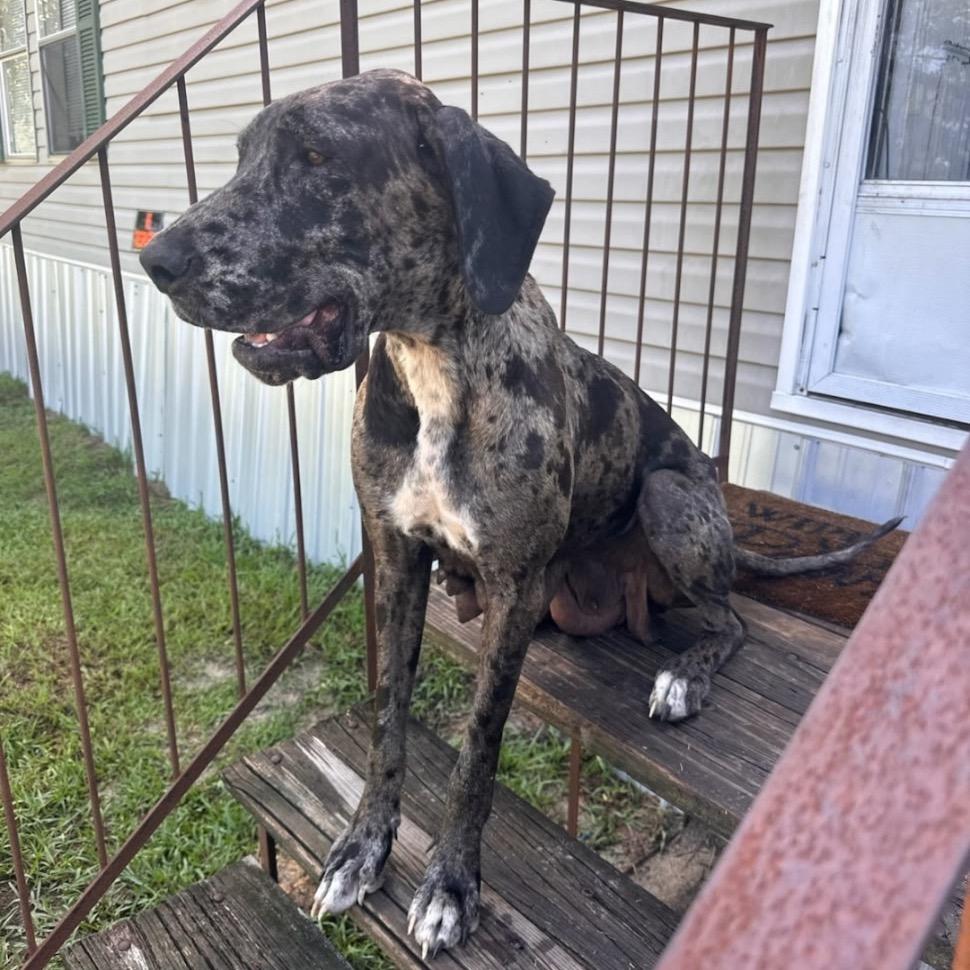 GOLIATH, Adoptable, Puppy Male Great Dane & German Shepherd Dog.