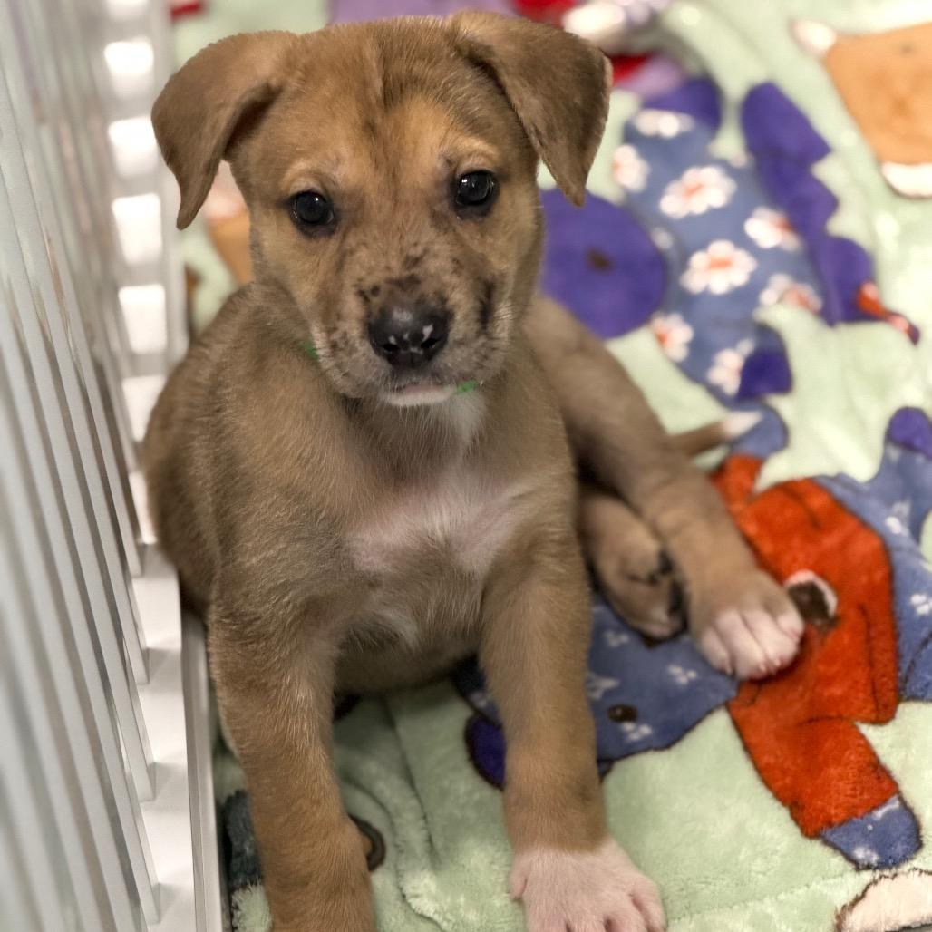GOLIATH, a Adoptable mixed breed in Wellington, FL image 2/4