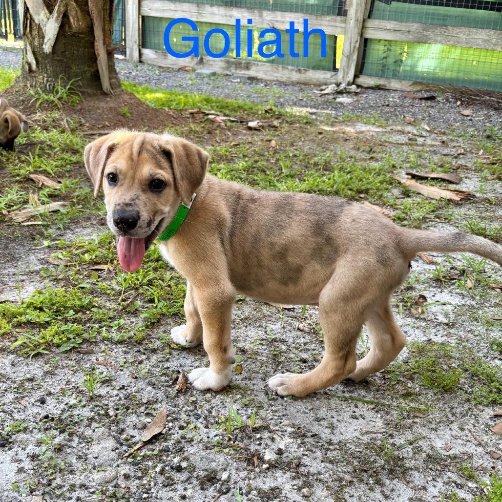 GOLIATH, a Adoptable mixed breed in Wellington, FL image 3/4