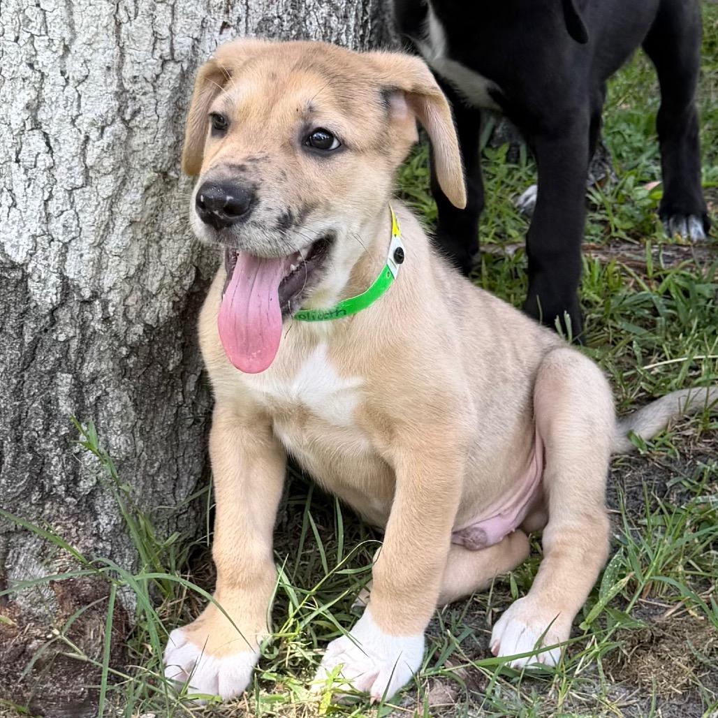 GOLIATH, a Adoptable mixed breed in Wellington, FL image 4/4
