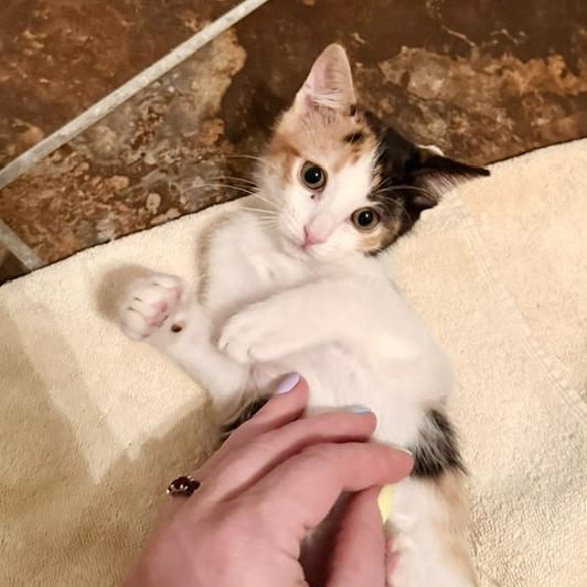 Enlarge Laura Jane Grace, a Adoptable Domestic Short Hair in Las Vegas, NV image 2/5